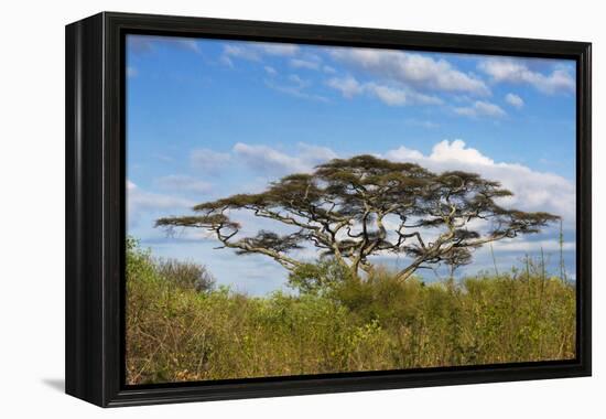 Acacia tree in Abijatta-Shalla Lakes National Park, Ethiopia-Keren Su-Framed Premier Image Canvas