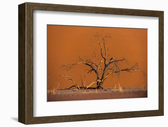 Acacia Tree in Front of Dune 45 in the Namib Desert at Sunset, Sossusvlei, Namib-Naukluft Park-Alex Treadway-Framed Photographic Print