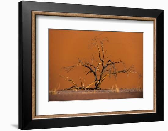 Acacia Tree in Front of Dune 45 in the Namib Desert at Sunset, Sossusvlei, Namib-Naukluft Park-Alex Treadway-Framed Photographic Print