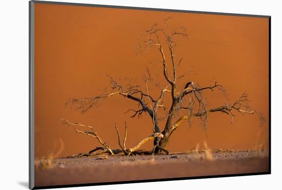 Acacia Tree in Front of Dune 45 in the Namib Desert at Sunset, Sossusvlei, Namib-Naukluft Park-Alex Treadway-Mounted Photographic Print