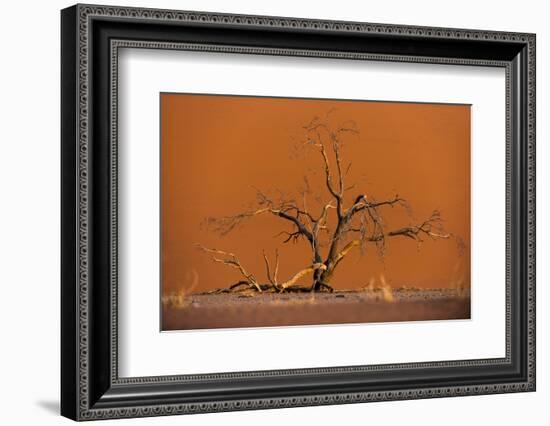 Acacia Tree in Front of Dune 45 in the Namib Desert at Sunset, Sossusvlei, Namib-Naukluft Park-Alex Treadway-Framed Photographic Print