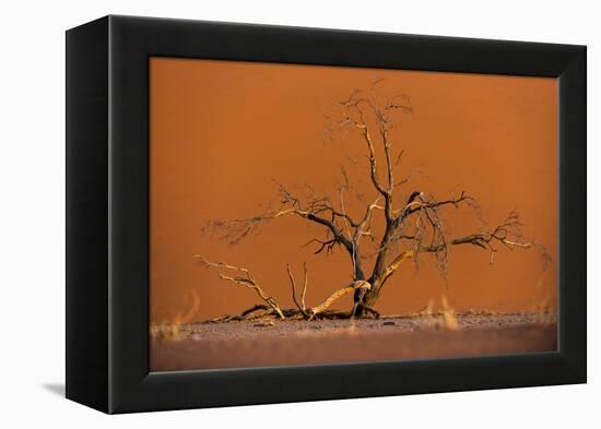 Acacia Tree in Front of Dune 45 in the Namib Desert at Sunset, Sossusvlei, Namib-Naukluft Park-Alex Treadway-Framed Premier Image Canvas