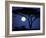 Acacia Tree in Moonlight, Tarangire, Tanzania-Marilyn Parver-Framed Photographic Print