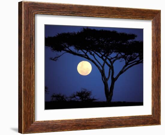 Acacia Tree in Moonlight, Tarangire, Tanzania-Marilyn Parver-Framed Photographic Print