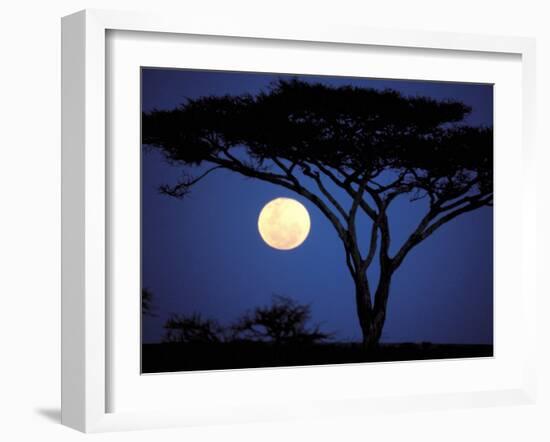 Acacia Tree in Moonlight, Tarangire, Tanzania-Marilyn Parver-Framed Photographic Print