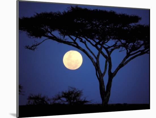 Acacia Tree in Moonlight, Tarangire, Tanzania-Marilyn Parver-Mounted Photographic Print