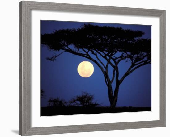 Acacia Tree in Moonlight, Tarangire, Tanzania-Marilyn Parver-Framed Photographic Print