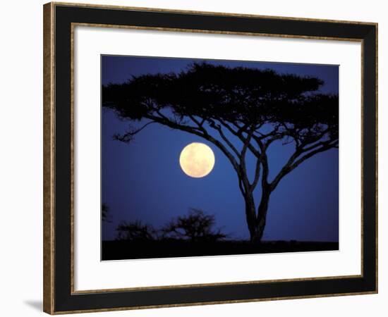 Acacia Tree in Moonlight, Tarangire, Tanzania-Marilyn Parver-Framed Photographic Print