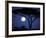 Acacia Tree in Moonlight, Tarangire, Tanzania-Marilyn Parver-Framed Photographic Print