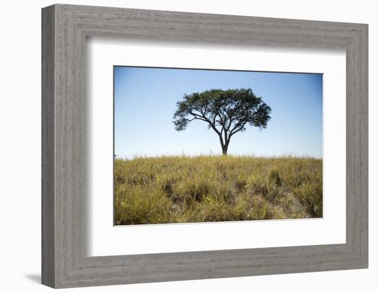 Acacia Tree, Makgadikgadi Pan, Botswana-Paul Souders-Framed Photographic Print