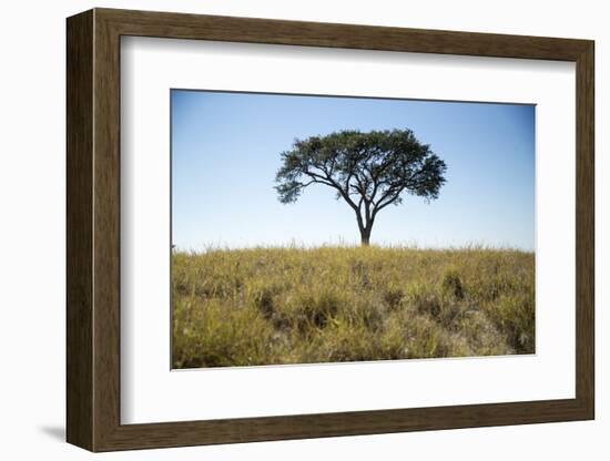 Acacia Tree, Makgadikgadi Pan, Botswana-Paul Souders-Framed Photographic Print