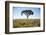 Acacia Tree, Makgadikgadi Pan, Botswana-Paul Souders-Framed Photographic Print