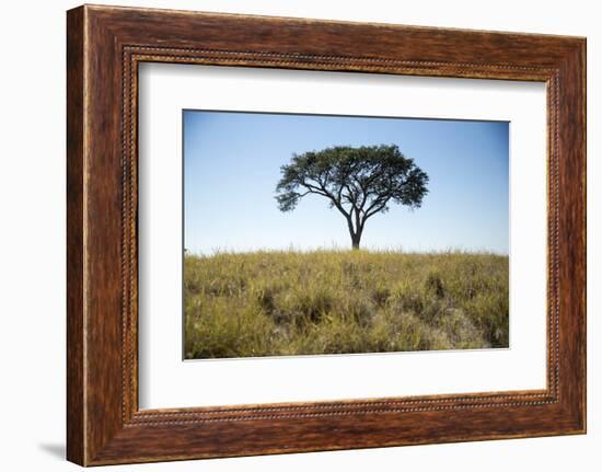 Acacia Tree, Makgadikgadi Pan, Botswana-Paul Souders-Framed Photographic Print