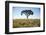 Acacia Tree, Makgadikgadi Pan, Botswana-Paul Souders-Framed Photographic Print