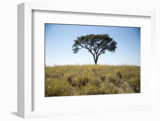 Acacia Tree, Makgadikgadi Pan, Botswana-Paul Souders-Framed Photographic Print