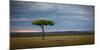 Acacia tree, Masai Mara, Kenya, East Africa, Africa-Karen Deakin-Mounted Photographic Print