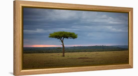 Acacia tree, Masai Mara, Kenya, East Africa, Africa-Karen Deakin-Framed Premier Image Canvas