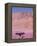 Acacia Tree near a Sand Dune-Michele Westmorland-Framed Premier Image Canvas