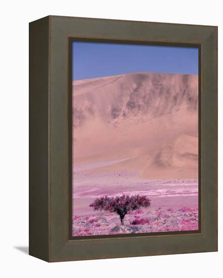 Acacia Tree near a Sand Dune-Michele Westmorland-Framed Premier Image Canvas