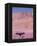 Acacia Tree near a Sand Dune-Michele Westmorland-Framed Premier Image Canvas