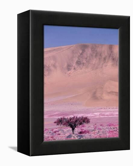 Acacia Tree near a Sand Dune-Michele Westmorland-Framed Premier Image Canvas