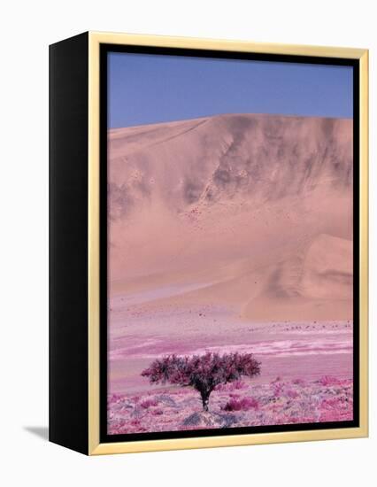 Acacia Tree near a Sand Dune-Michele Westmorland-Framed Premier Image Canvas