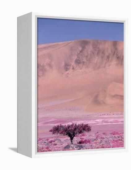 Acacia Tree near a Sand Dune-Michele Westmorland-Framed Premier Image Canvas