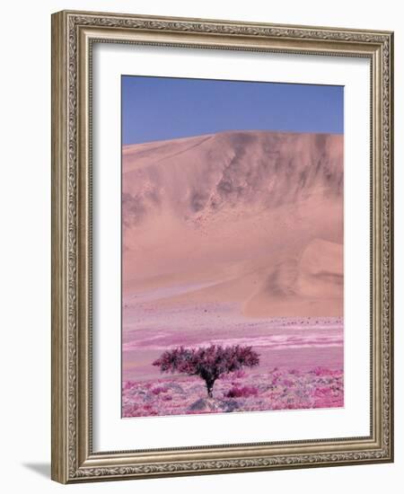 Acacia Tree near a Sand Dune-Michele Westmorland-Framed Photographic Print