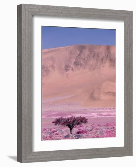 Acacia Tree near a Sand Dune-Michele Westmorland-Framed Photographic Print