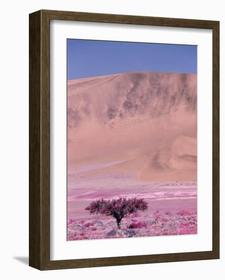 Acacia Tree near a Sand Dune-Michele Westmorland-Framed Photographic Print