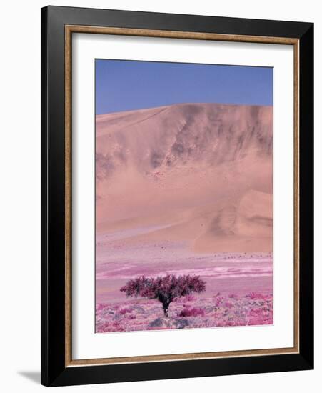 Acacia Tree near a Sand Dune-Michele Westmorland-Framed Photographic Print