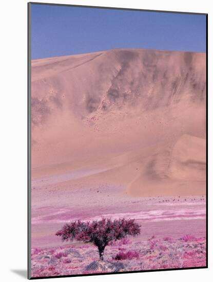 Acacia Tree near a Sand Dune-Michele Westmorland-Mounted Photographic Print