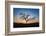 Acacia Tree Near Dune 45 in the Namib Desert at Sunset, Sossusvlei, Namin-Naukluft Park-Alex Treadway-Framed Photographic Print