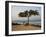 Acacia Tree on the Edge of the City of Sao Tomé, Where Young People Go to Bathe-Camilla Watson-Framed Photographic Print