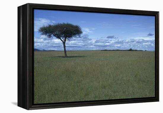 Acacia Tree on the Savanna-DLILLC-Framed Premier Image Canvas