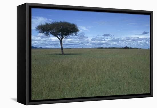 Acacia Tree on the Savanna-DLILLC-Framed Premier Image Canvas