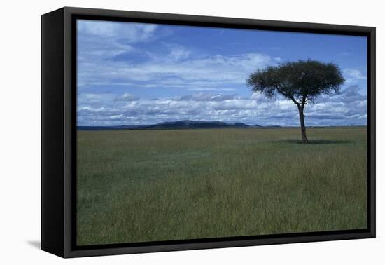 Acacia Tree on the Savanna-DLILLC-Framed Premier Image Canvas