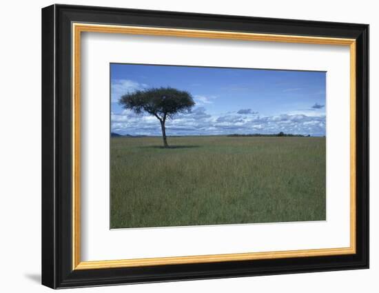 Acacia Tree on the Savanna-DLILLC-Framed Photographic Print