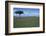 Acacia Tree on the Savanna-DLILLC-Framed Photographic Print