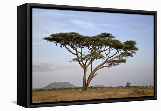 Acacia Tree, Serengeti National Park, Tanzania, East Africa, Africa-James Hager-Framed Premier Image Canvas