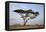 Acacia Tree, Serengeti National Park, Tanzania, East Africa, Africa-James Hager-Framed Premier Image Canvas