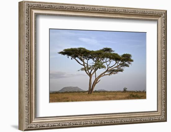 Acacia Tree, Serengeti National Park, Tanzania, East Africa, Africa-James Hager-Framed Photographic Print