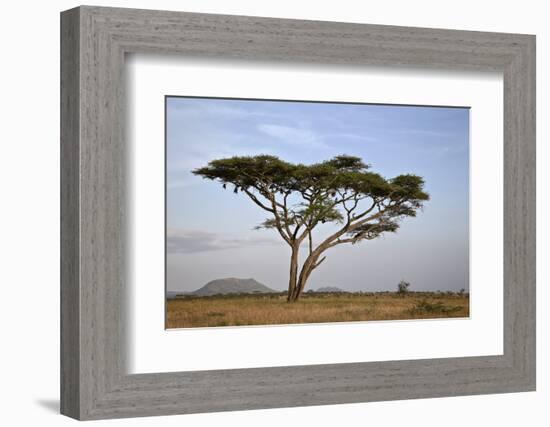 Acacia Tree, Serengeti National Park, Tanzania, East Africa, Africa-James Hager-Framed Photographic Print