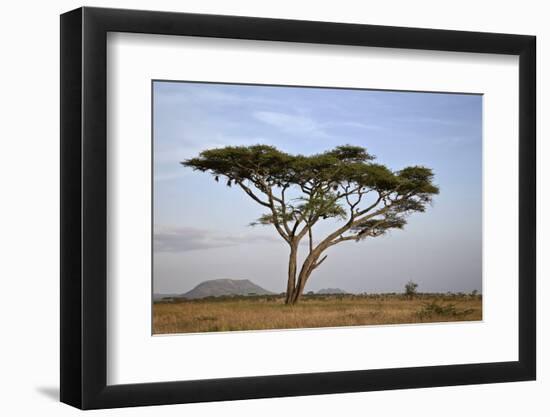 Acacia Tree, Serengeti National Park, Tanzania, East Africa, Africa-James Hager-Framed Photographic Print