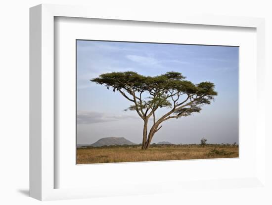 Acacia Tree, Serengeti National Park, Tanzania, East Africa, Africa-James Hager-Framed Photographic Print