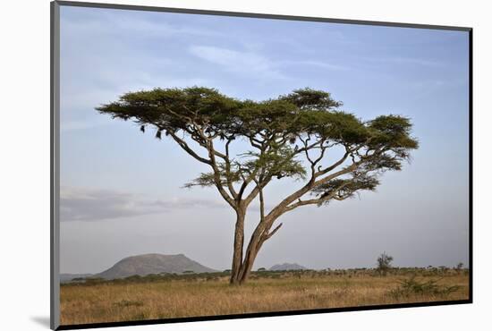 Acacia Tree, Serengeti National Park, Tanzania, East Africa, Africa-James Hager-Mounted Photographic Print