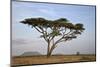 Acacia Tree, Serengeti National Park, Tanzania, East Africa, Africa-James Hager-Mounted Photographic Print