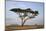 Acacia Tree, Serengeti National Park, Tanzania, East Africa, Africa-James Hager-Mounted Photographic Print