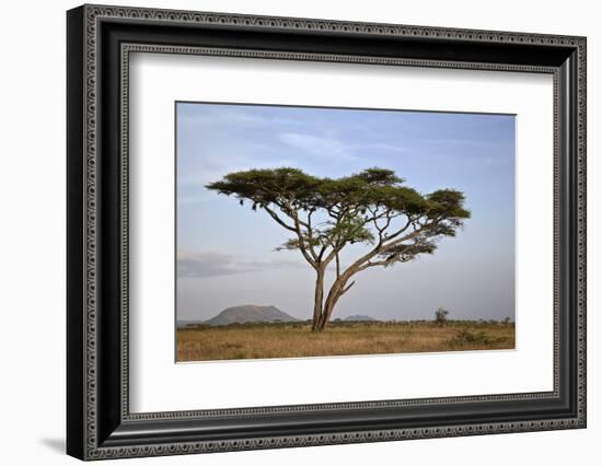 Acacia Tree, Serengeti National Park, Tanzania, East Africa, Africa-James Hager-Framed Photographic Print