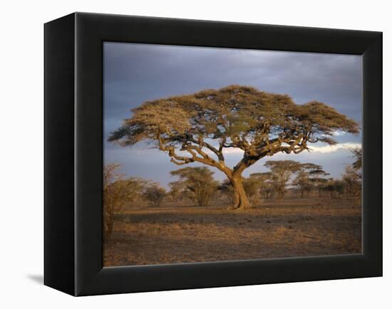 Acacia Tree, Serengeti, Tanzania, East Africa, Africa-Sassoon Sybil-Framed Premier Image Canvas